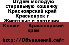 Отдам молодую стерильную кошечку - Красноярский край, Красноярск г. Животные и растения » Кошки   . Красноярский край